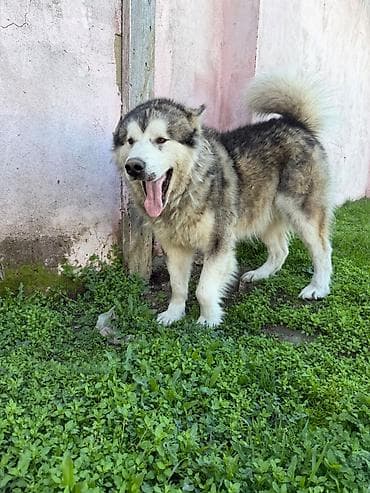 alyaska malamutu: 11 ay, Erkek, Peyvəndli, Pulsuz çatdırılma — 6