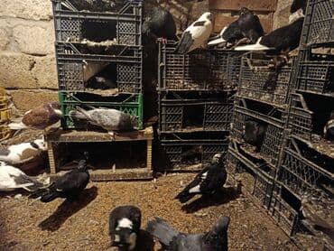 dovşan şəkli: Məhsul: Evdə saxlanılan müxtəlif növ göyərçinlər Təsvir: - Fərqli — 1