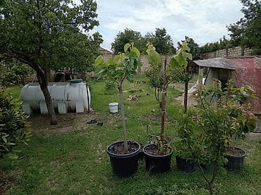 torpaqlarin satisi: 5 sot, Kənd təsərrüfatı, Mülkiyyətçi, Kupça (Çıxarış) — 5