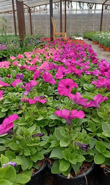 yasəmən gulu şəkilləri: Müxtəlif rənglərdə və növlərdə qablarda yetişdirilmiş güllər təklif — 10