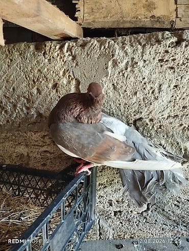 touz quşu: Pavlinler satilir ve BARTER OLUNUR UNVAN ZABRAT — 1