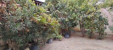 xacmazda dasinmaz əmlak: 2 otaqlı, 70 kv. m, Kredit yoxdur, Orta təmir — 14