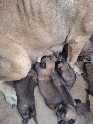 golden it cinsi: Kanqal — 1