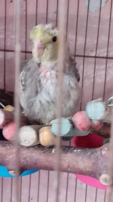 balaca tuklu it: Məhsul: Nimfa (Cockatiel) cücələri Xüsusiyyətlər: - Növ: Nimfa — 4