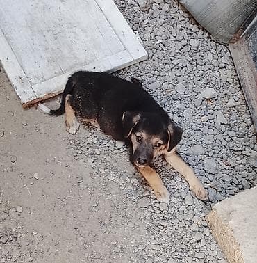 1 ay, Dişi, Peyvəndli, Ünvandan götürmə lalafo.az -da 1 ay, Dişi, Peyvəndli, Ünvandan götürmə