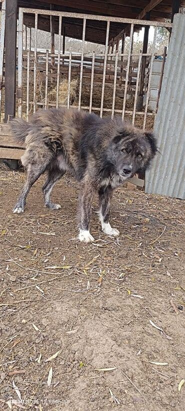balaca akvarium qiymeti: Qafqaz çoban iti, 2 ay, Erkek, Cütləşmə üçün, Ünvandan götürmə, Ödənişli çatdırılma — 2