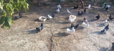 simmental inək satılır: Məhsul: müxtəlif növ ev göyərçinləri Təsvir: - Rənglər: ağ, qara — 6