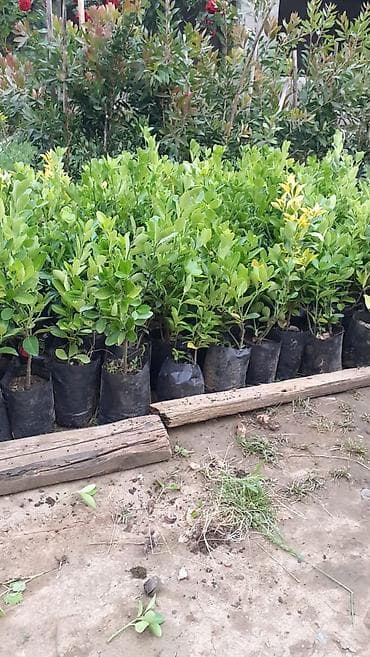 Laurus nobilis (dəfnə) fidanları - Növ: Həmişəyaşıl dəfnə kolu/ağacı