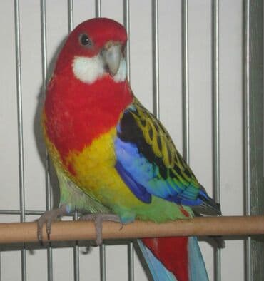 Rozella jüt erkeyi penantnan garşıgdı pyostru chox iri guşdu dişisi