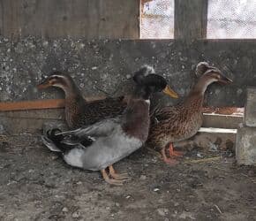 lal ordəklərin satışı: Salam 1 yaşıl baş kəkilli, 2 sona 1 ri kəkilli satilir qiyməti 60 AZN — 4