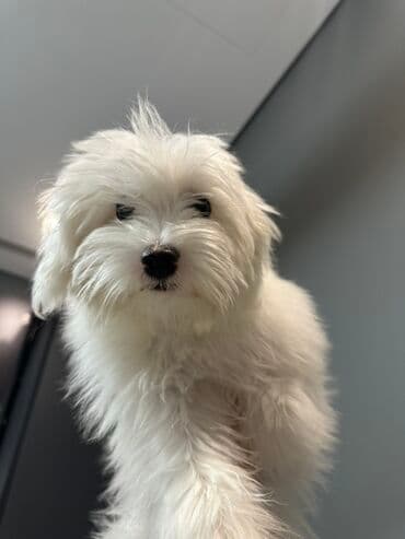 Malta bolonka, 4 ay, Dişi