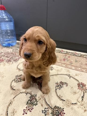 coban itləri: Koker spaniyel, 3 ay, Erkek, Peyvəndli, Ünvandan götürmə, Pulsuz çatdırılma — 6