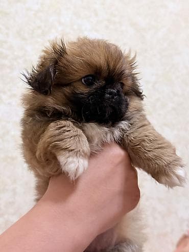 heyvanlar: Pekines — 3