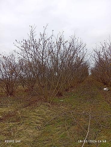 Qarajlar: Kənd təsərrüfatı, Kommunal xətlər qoşulmayıb — 2