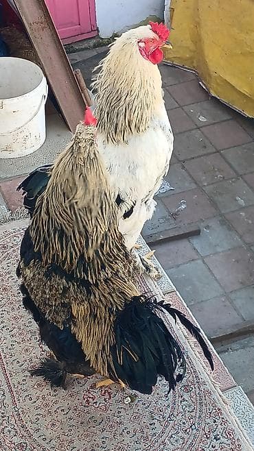 qasqaldag qusu: Qaz toyuq cuce satilir real alicilar ucun endirim var — 5