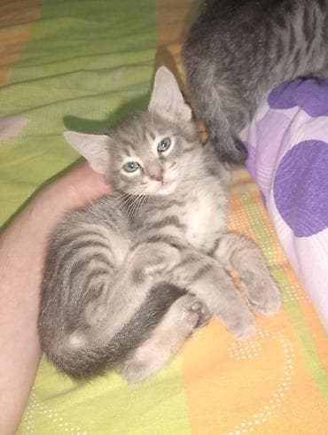 alman peyvendi: Britan, Erkək, Yaxşı əllərə, Ünvandan götürmə, Ödənişli çatdırılma — 9