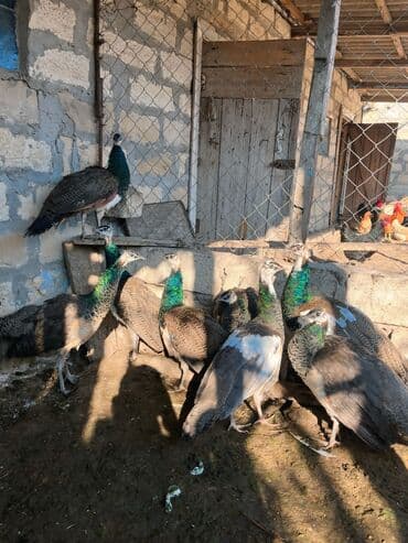 Məhsul: Tovuz quşları (pavlin) 8 ədəd