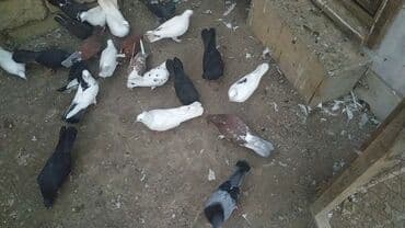 İtlər: Salam 24.25 qusdu hamsi tam saglamdi hopdum biri 2 manatdan bos bos — 3