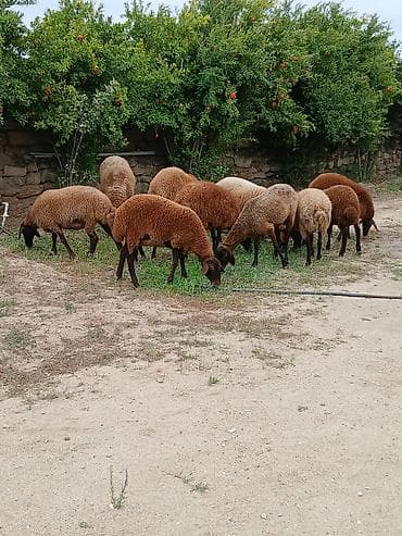 en ucuz uce: Salam öz heyvanlarımdı yaxşı saxlanmalı heyvanlardı damazdığdı ümumi — 1
