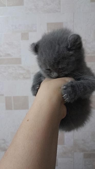 scotish fold: Şotland yastı qulaq, Erkək, Dişi, Yaxşı əllərə, Ünvandan götürmə, Pulsuz çatdırılma, Ödənişli çatdırılma — 1