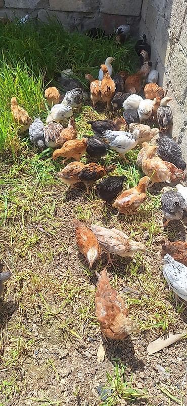 cuceleri: Toyuq cücələri, Damazlıq — 5