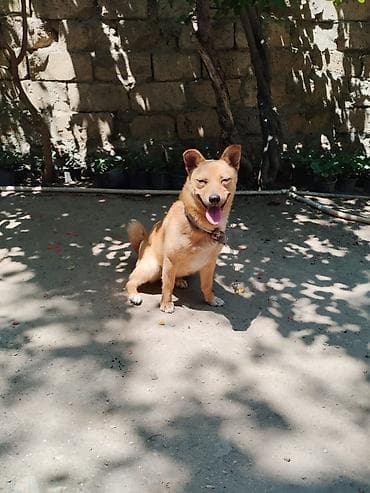 it adlari qiz: Dişi 2 yaşı var çübüşdu əla itdi həyətə adam buraxmır — 2