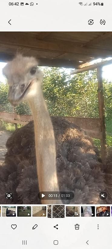 Məhsul: Afrika Dəvəquşu və Emu dəvəquşu Salam Afrika Dəvəquşu boyu — 4