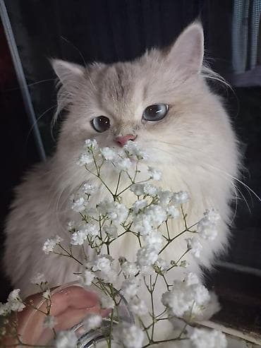 Şinşilla, Erkək, Yaxşı əllərə, Ünvandan götürmə, Ödənişli çatdırılma