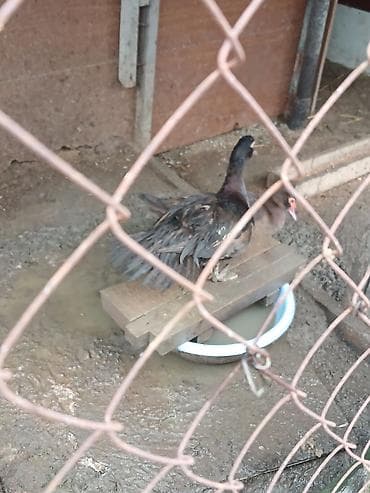 iran peci satilir: Krasnadar ördəyi yumurtaları - Növ: krasnadar ördəyi - Məhsul: Təzə — 2