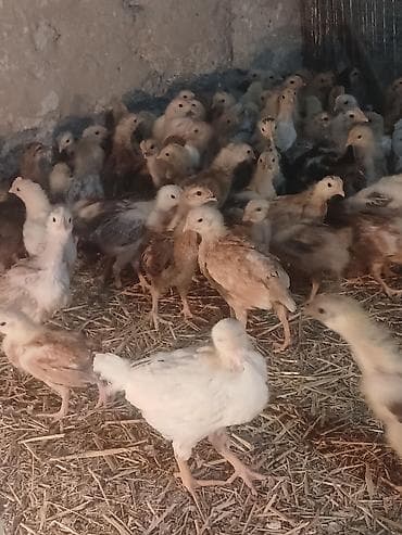 it adlari azeri: Toyuq cücələri, Ətlik — 2