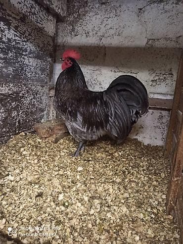 sultan papuqay satisi: Australorp yumurta satısı davam edir. qara boz rəngləri var heyvanlar — 3