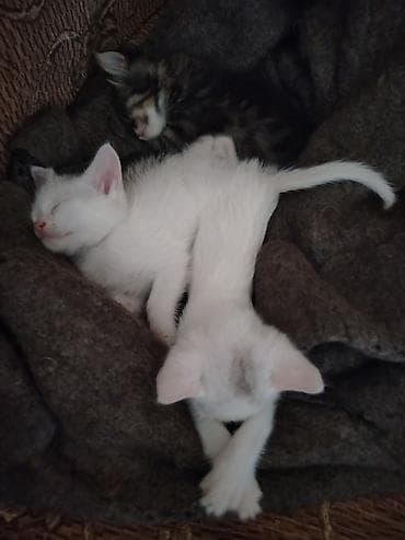 pişik alıram: Türk anqora, Erkək, Dişi, Yaxşı əllərə, Pulsuz çatdırılma — 7