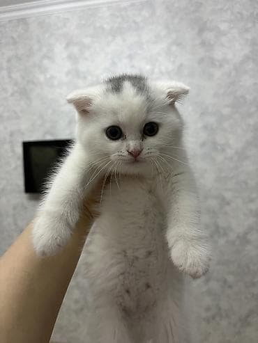 balaca quzu qiyməti: Şotland, Ödənişli çatdırılma — 4