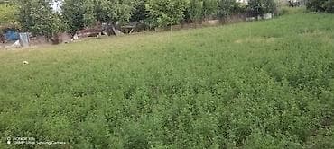 28 may masaj salonu: 10 sot, Tikinti, Kupça (Çıxarış) — 7