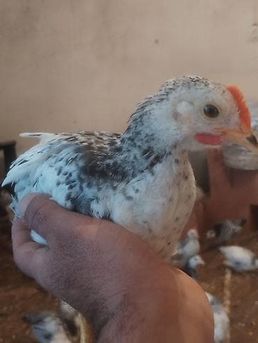 it bazari 2023: Toyuq cücələri, Damazlıq — 2