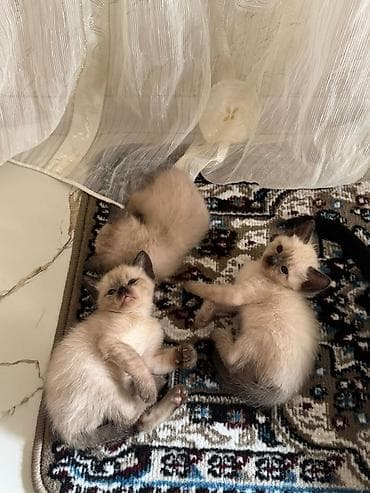 pisiylər: Siam — 4