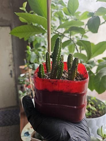 agac sekilleri: Sukulent və kaktus kolleksiyası – kiçik saksılarda Tərkib: - Crassula — 8