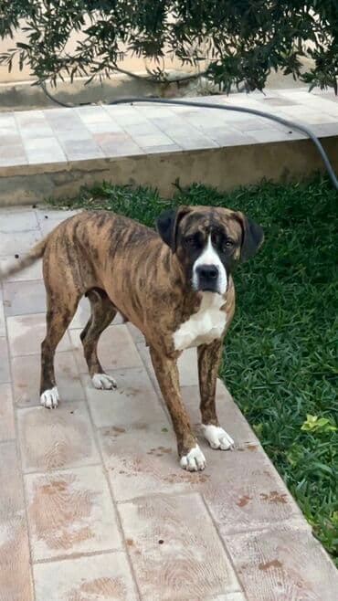 Brindle rəngli, atletik quruluşlu it – güclü mühafizə və ailə yoldaşı — 2