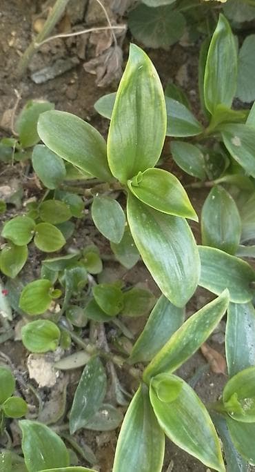 kalanxoe bitkisi: Tradeskansiya (Tradescantia) – yarpaqla çoxalan, asma və ya masaqüstü — 1