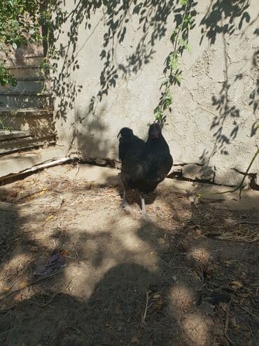 Toyuq, Australorp, Ətlik, Ünvandan götürmə