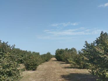 Самовары: Kənd təsərrüfatı üçün ideal, sakit bir yerdə yerləşən fındıq bağı. Bağ — 2