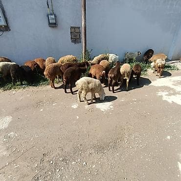 zaqatala heyvan satisi: Salam aleyküm ünvan binə atclk qiymet 215 manatdan 260 manata kimi — 6