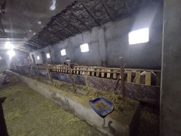 sekide tecili satilan evler sekide satilan ev ve torpaq: Ferma/təsərrüfat sahəsi40 baş iri buynuzlu heyvan saxlanılması üçün — 10