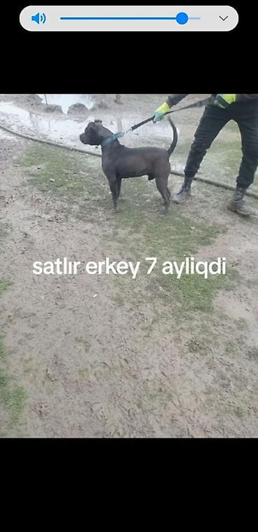 ev heyvan: Erkek pitbul — 1