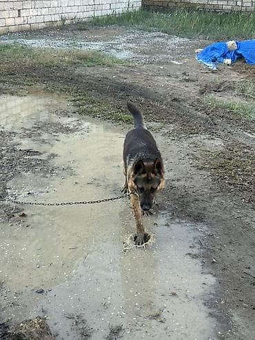 tuklu itlər: Alman çoban iti, 1 il, Erkek — 2