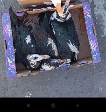 Dişi, | Lal ördək, Ətlik, Ünvandan götürmə