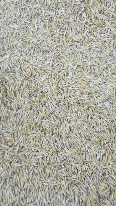 купить пластиковый бак для воды: Velemir(oves) toxumluqdu. heyvandarliqda muxdeliv usullarla isdifade — 2