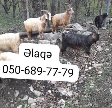 Gəmiricilər: 19 dene biçme kesimlik çekleri 15 20 kq isdən votcapa və ya wekldki — 1