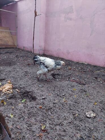 gəncə toyuq: Toyuq, Brama, Damazlıq — 4