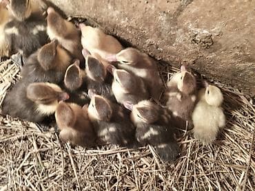 Другие с/х животные: Muscovy (hinduşka ördəyi) bala ördəklər — 2